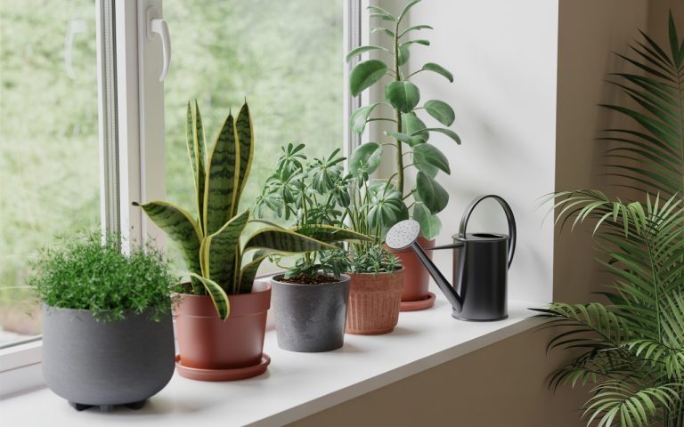 plante de apartament